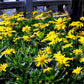Baby's Breath, Sunflower, Cosmos, Daisy Four-season Seeds