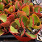 Kalanchoe Longiflora