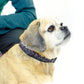 cuteNfuzzy® Collar acolchado ajustable con estampado para perro con garantía