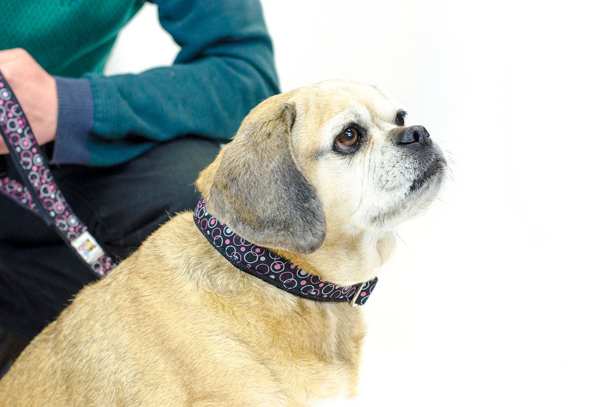 cuteNfuzzy® Collar acolchado ajustable con estampado para perro con garantía