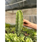 Cactus Cereus Peruvianus - 1.5 FT