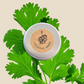 Organic Cilantro Seeds