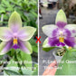 Phalaenopsis (Yang Yang Blue Bellina x Lee Wai Queen)