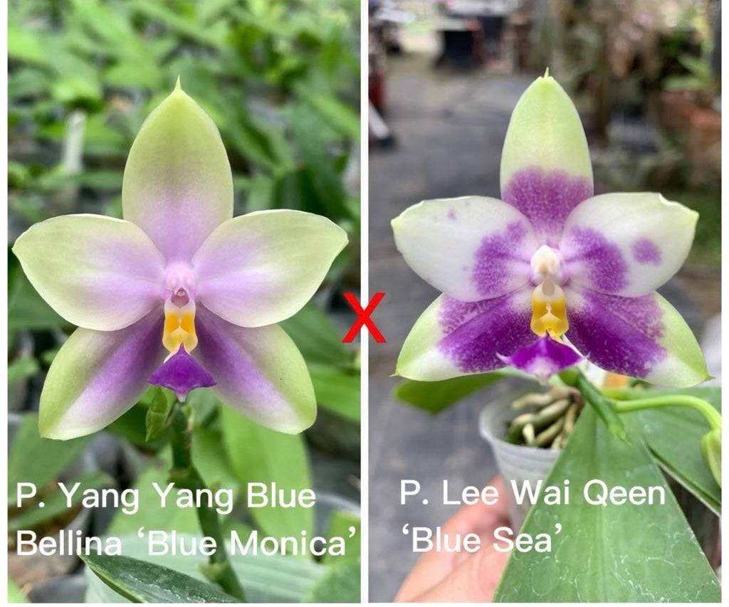 Phalaenopsis (Yang Yang Blue Bellina x Lee Wai Queen)