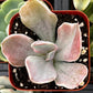 Echeveria Decora