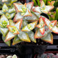 Crassula High Voltage