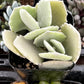 Kalanchoe Milottii