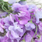 Royal Lavender Sweet Pea Seeds | Fragrant Purple Blooms | Climbing Vine | Attracts Pollinators | 80 Days |