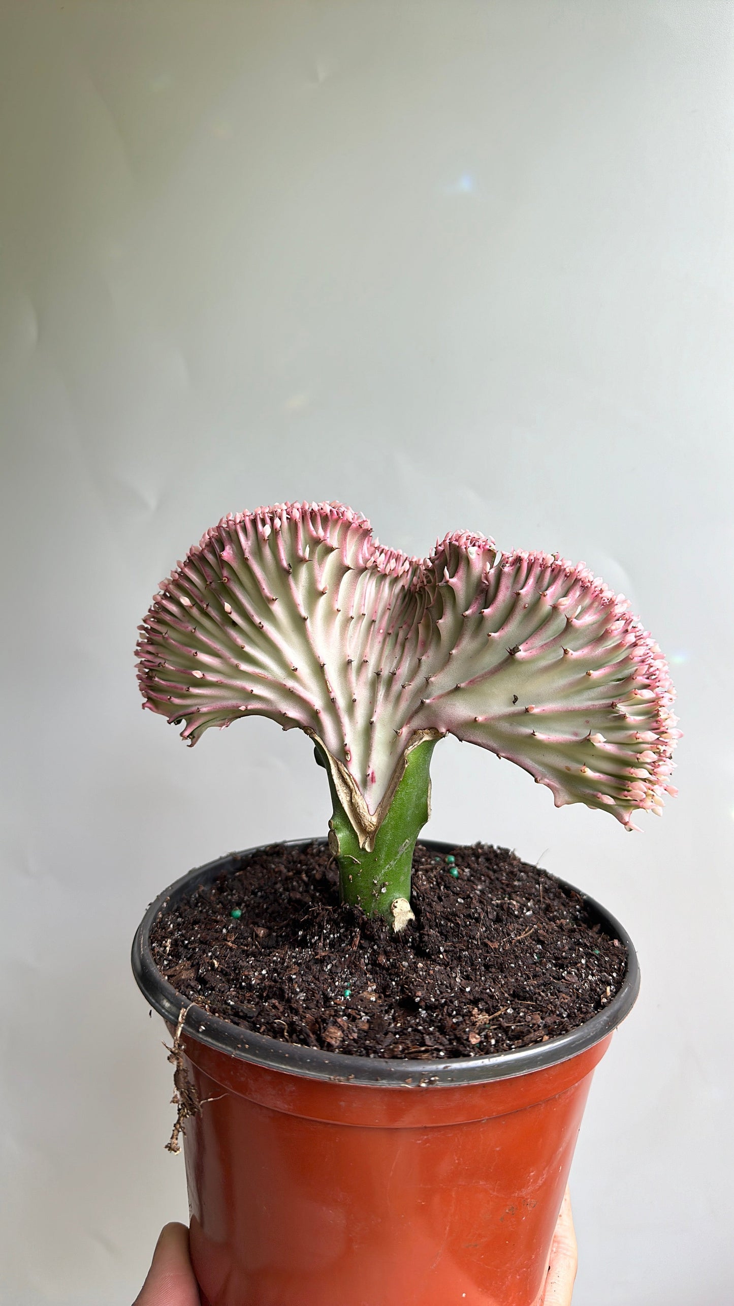 Mermaid Tail Cactus