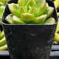 Echeveria 'Sprout n Green'