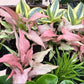 Beginner Friendly Mystery Bundle Box - 3 Easy-Care Plants
