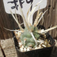 #9C Tephrocactus Articulate Paper Spine 2"