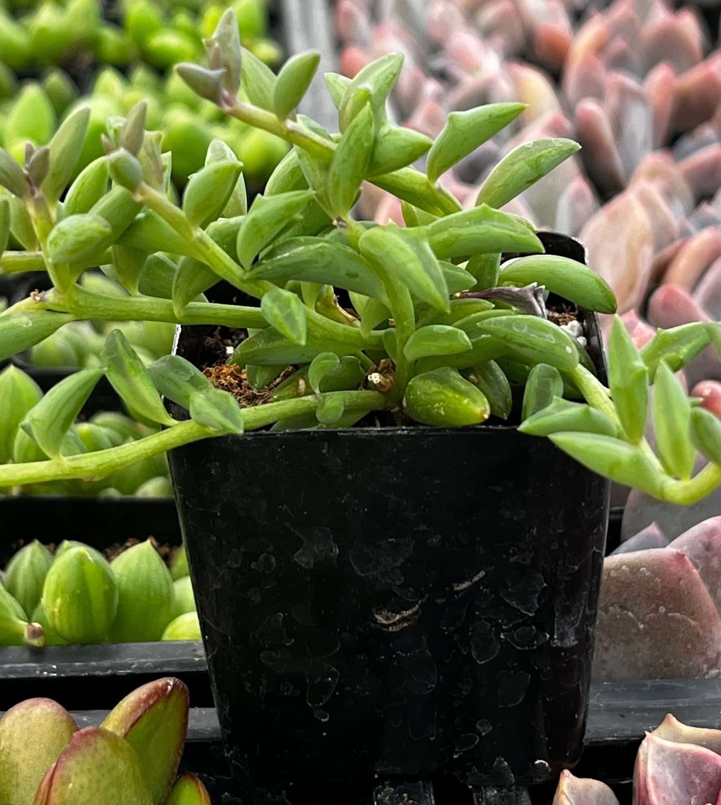 String of Dolphins