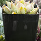 Echeveria Glory