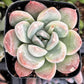 Echeveria Green Pearl