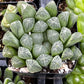Haworthia Cooperi Var Truncata