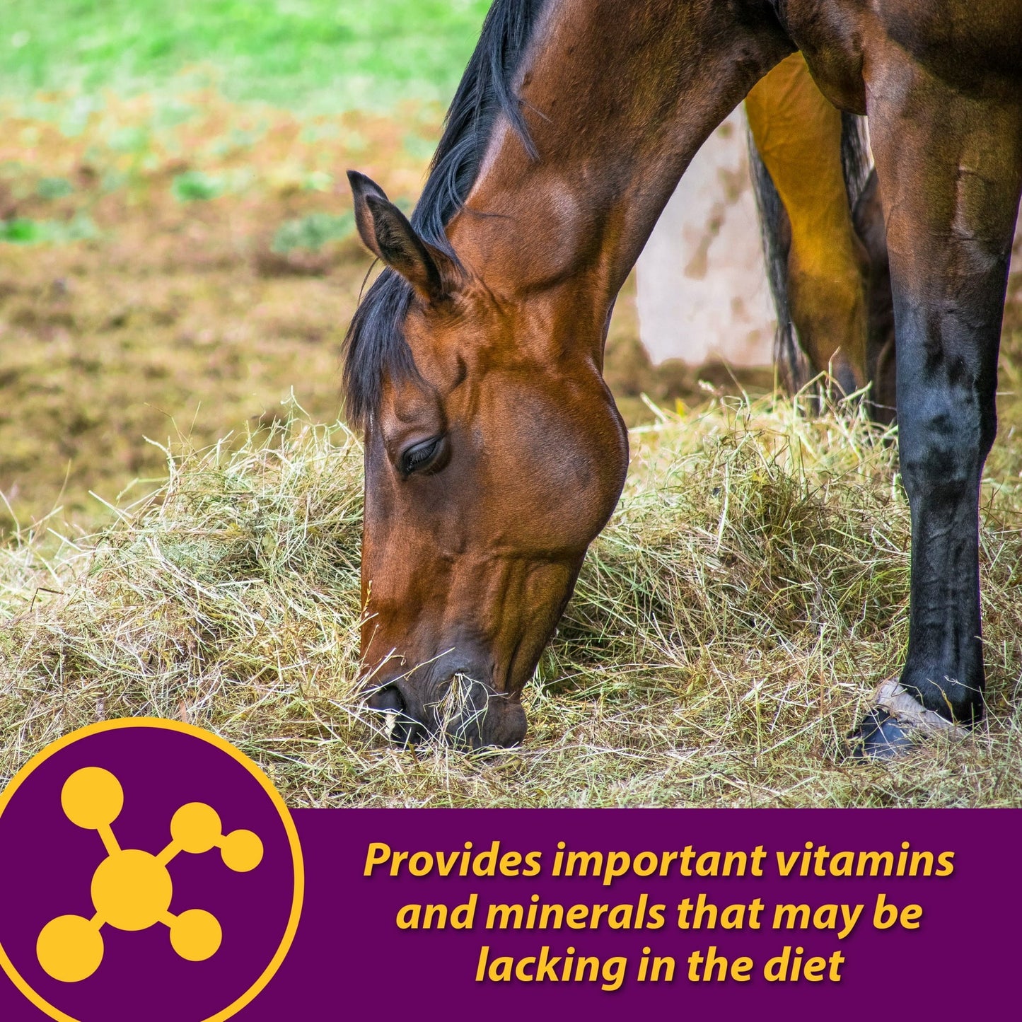 Horse Health Red Cell Supplement 32 oz. Yucca Vitamin Iron Mineral Blood Builder