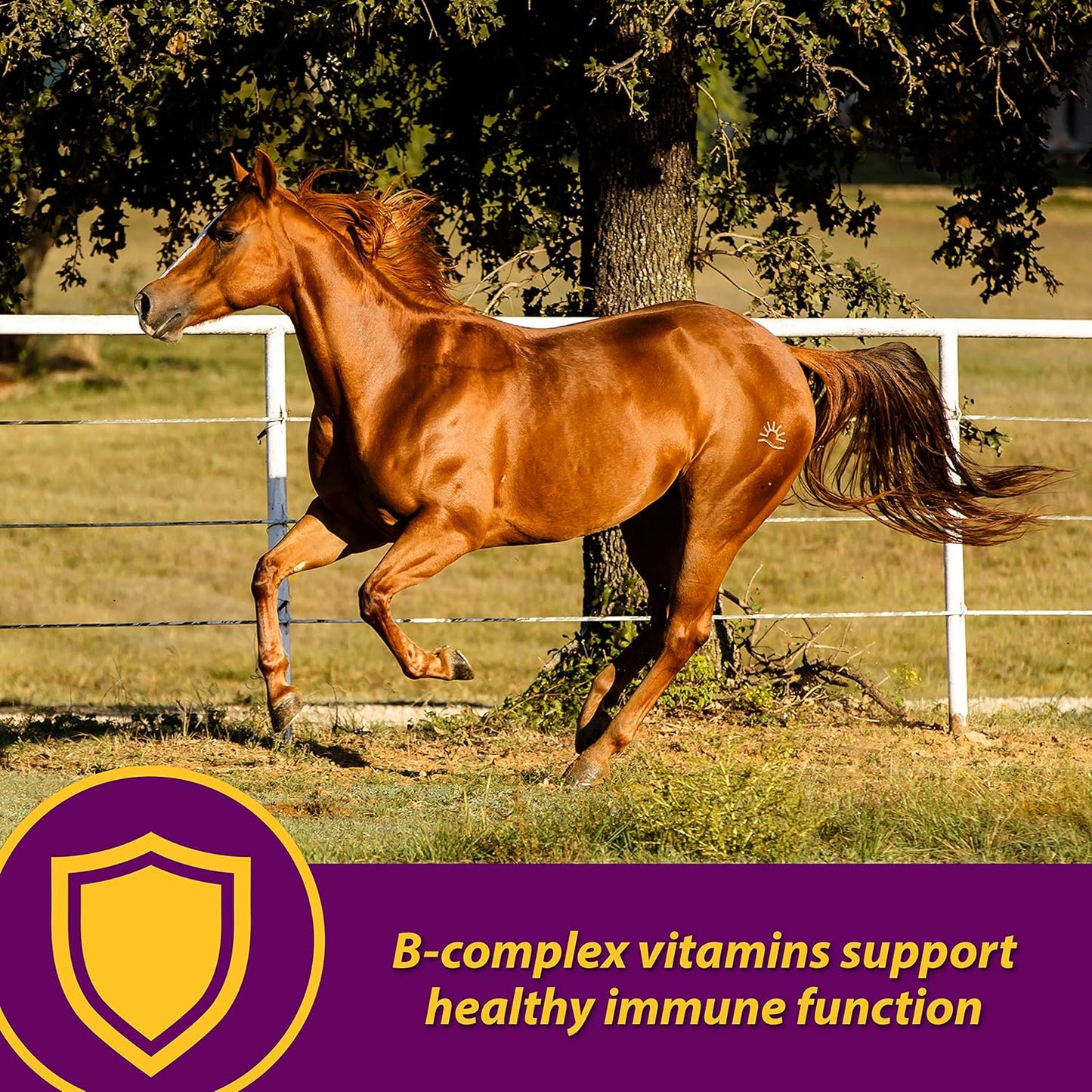 Horse Health Red Cell Vitamin-Iron-Mineral Supplement for Horses Gallon