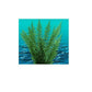 Nature's Image: Aquafern Medium, Freshwater 6" Red, Green or Rainbow Decor