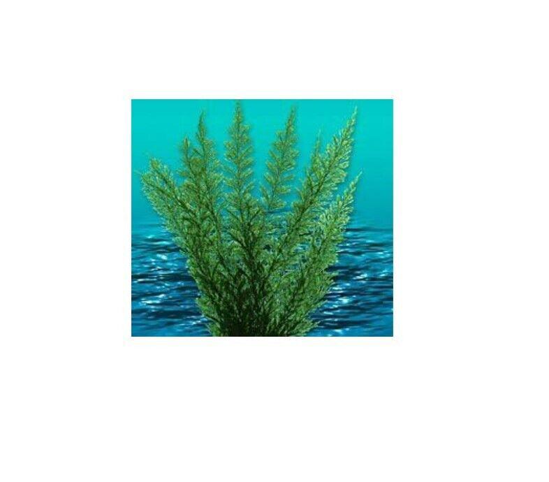 Nature's Image: Aquafern Medium, Freshwater 6" Red, Green or Rainbow Decor