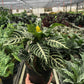 Zebra 'Aphelandra'