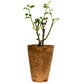 Sunny Sky Rose 1.5 Gallon Container