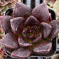 Echeveria Black Prince