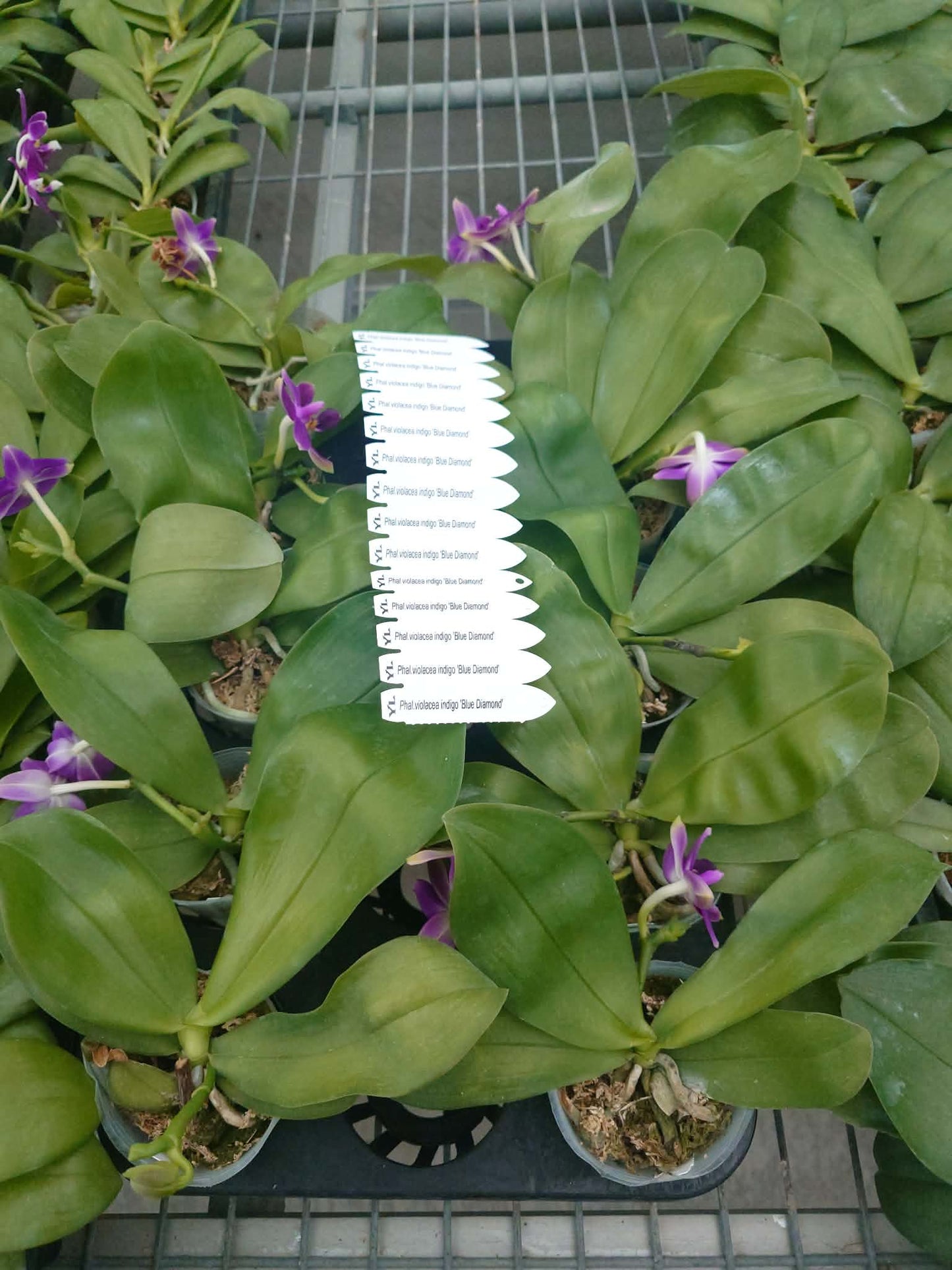 Phalaenopsis violacea indigo ‘Blue Diamond’