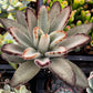 Chocolate Soldier Kalanchoe Tomentosa