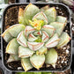 Echeveria Glory