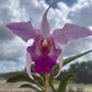 Laeliocattleya Interceps 'shuk' (rec.)