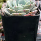 Echeveria Pinwheel