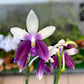 Phalaenopsis Lioulin Blue Jenny ‘Blue Dolphin’