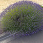 Live Lavender Phenomenal Plant 2.5 Quart Pot Hardy Perennial Herb