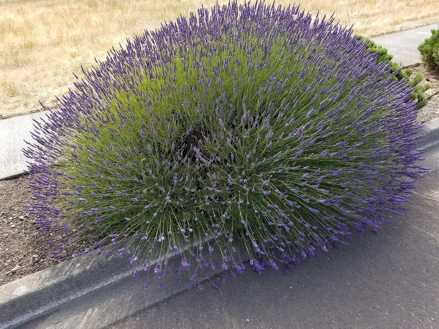 Live Lavender Phenomenal Plant 2.5 Quart Pot Hardy Perennial Herb