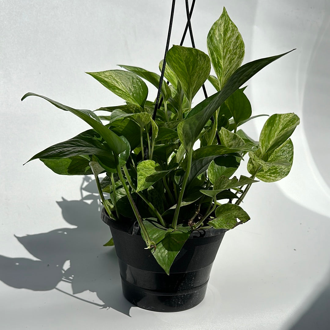 Pothos Marble Queen