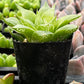 Haworthia Retusa Acuminata