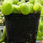 String of Watermelons