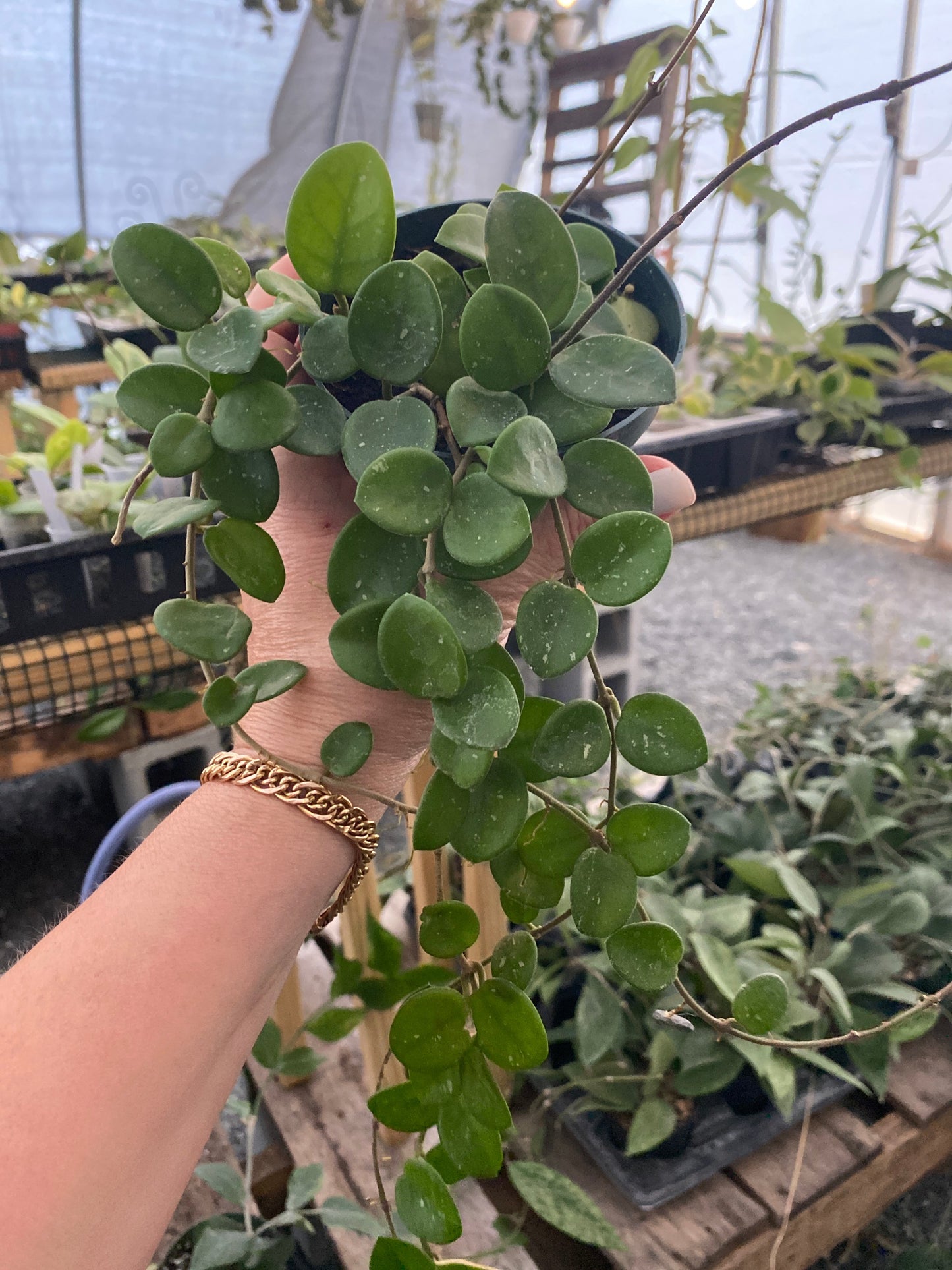 Hoya Matilde