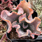 Echeveria Alta May