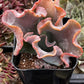 Echeveria Alta May