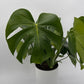 Monstera Deliciosa