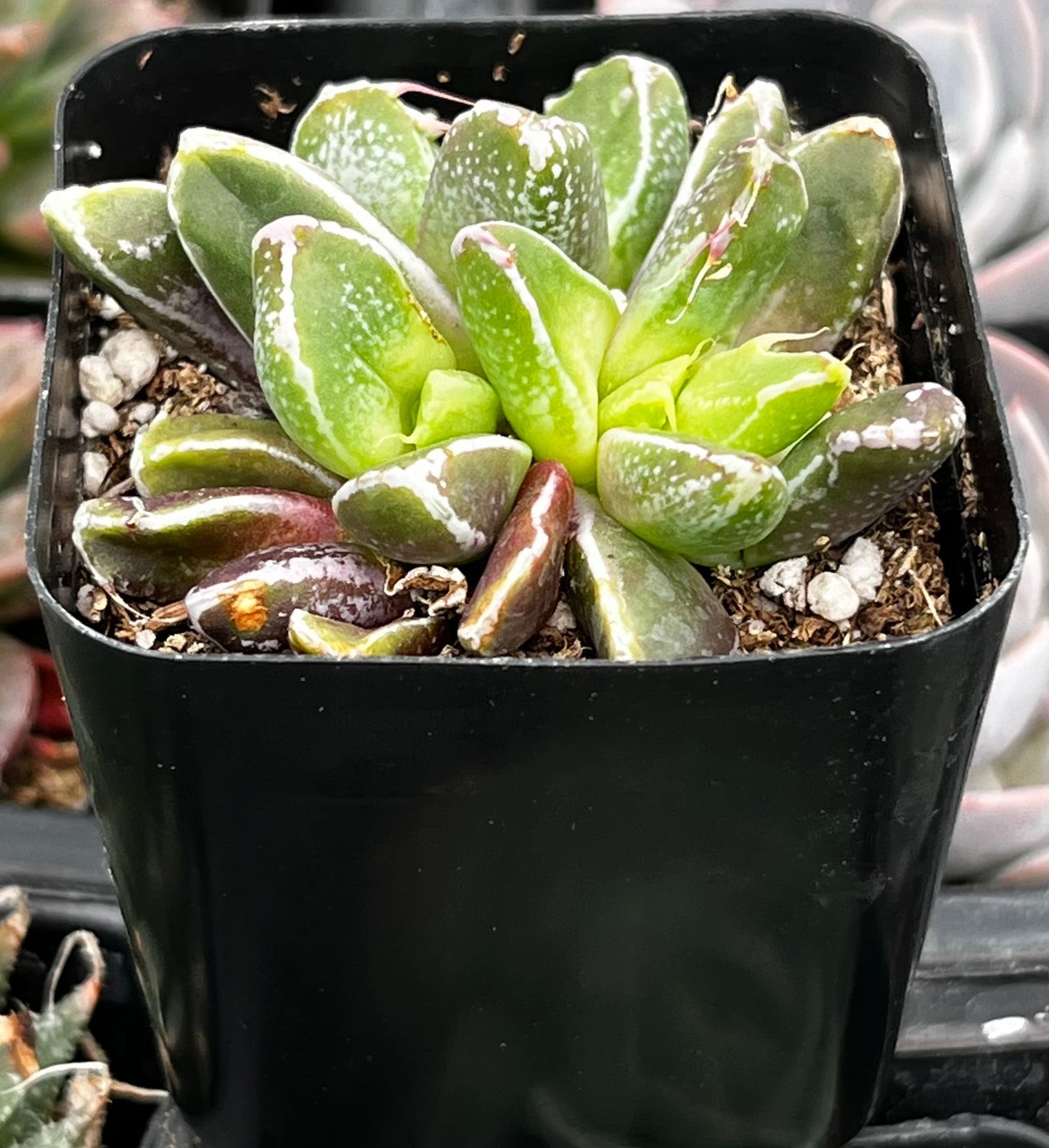 Faumatium Hybrid