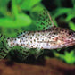 Synodontis nigrita