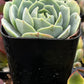 Echeveria Abalone