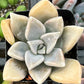 Graptopetalum Claret