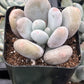Moonstones Pachyphytum