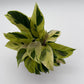 Calathea Yellow Fusion