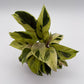 Calathea Yellow Fusion