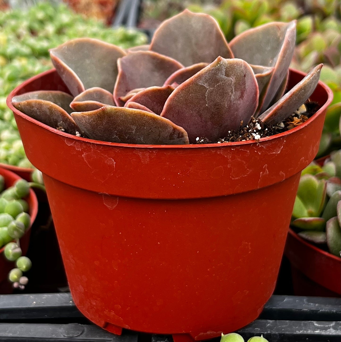 Echeveria Fireglow